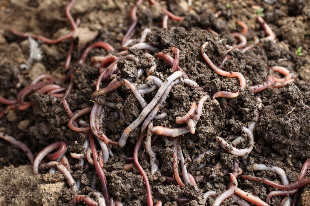 Worm Farming