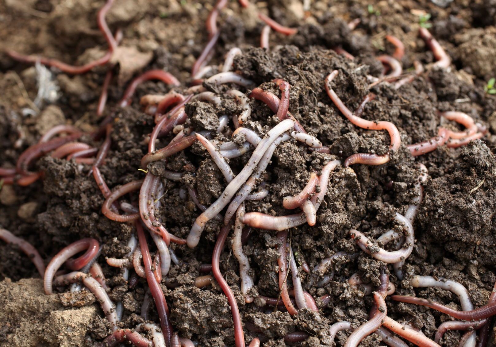 Worm Farming